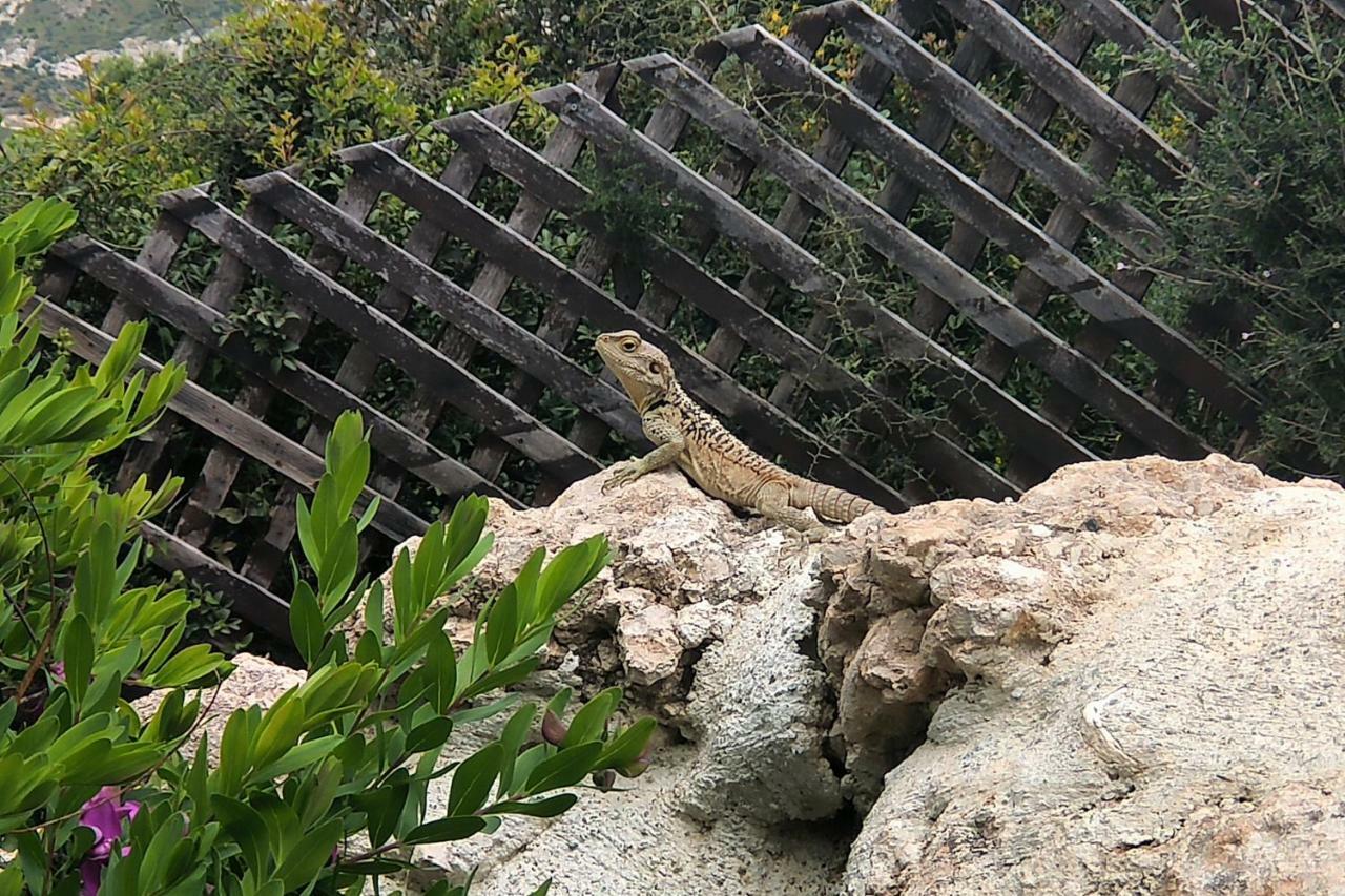 Villa Hermiona Kouklia Bagian luar foto